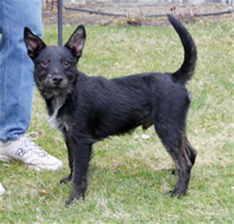 Scotchi (Scottish Terrier-Chihuahua Mix) Info and Pictures