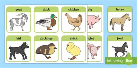 Farm Animals And Their Young Cards | Primary (Teacher-Made)