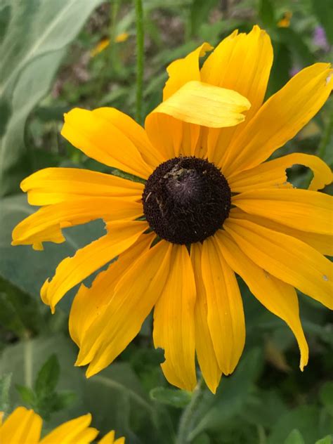 Black Eyed Susan (Rudbeckia Hirta)_2 | The Round House