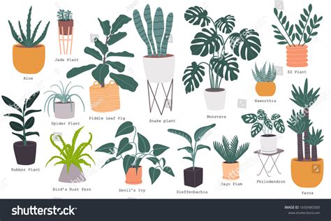 Indoor Plants With Names: Over 202 Royalty-Free Licensable Stock Illustrations & Drawings ...