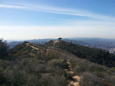 Burbank Peak - Wisdom Tree - LA Trail Hikers