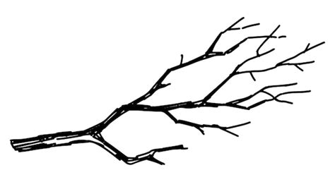 Premium Vector | Outline clipart of bare branch doodle of tree without leaves hand drawn vector ...