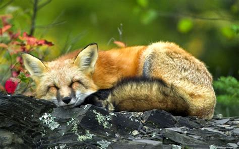 White Wolf : These 15 Photos Will Make You Fall In Love With Foxes