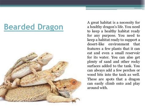 Bearded dragon care