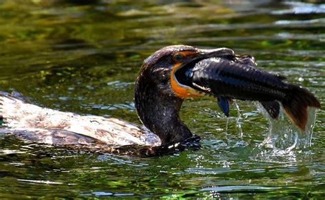 Silver Springs State Park: Wild Monkeys and Glass Bottom Boat Tours ...