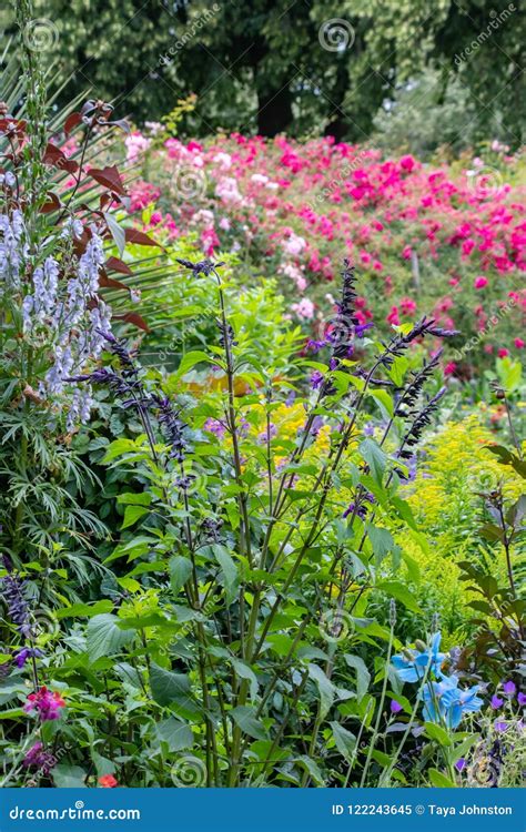 Flowering Garden with Rose Tunnel Stock Image - Image of rose, dragon ...