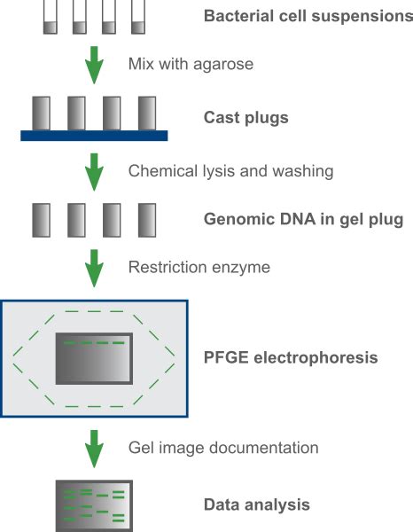 Pulsed-field gel electrophoresis (PFGE) typing | Applied Maths