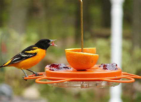 Duncraft.com: BirdsChoice Oriole Fest Feeder