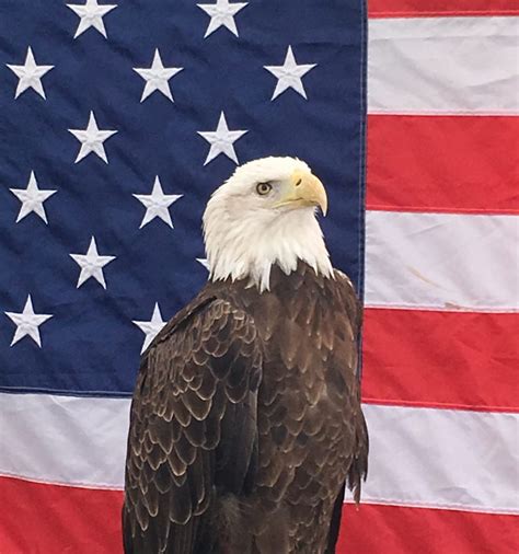 American Flag Bald Eagle