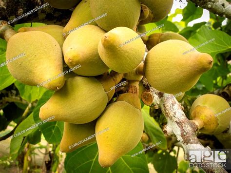 Zapote, Stock Photo, Picture And Royalty Free Image. Pic. WR1533238 ...