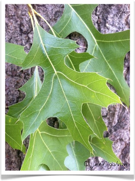 pin oak – Quercus palustris – Leaves | Boulder Tree Care - Pruning ...