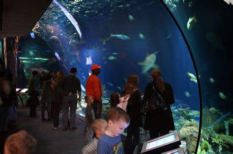 Shedd aquarium the most largest aquarium in Chicago - Beautiful ...