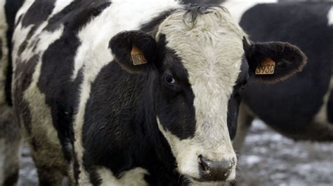 Fourth U.S. case of mad cow confirmed - UPI.com