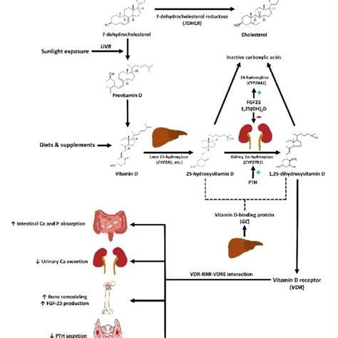 Schematic representation of vitamin D metabolic pathway and the effects ...