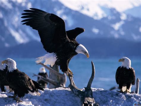 Pictures Blog: Bald Eagles Habitat