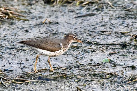 Spotted Sandpiper Actitis Macularia