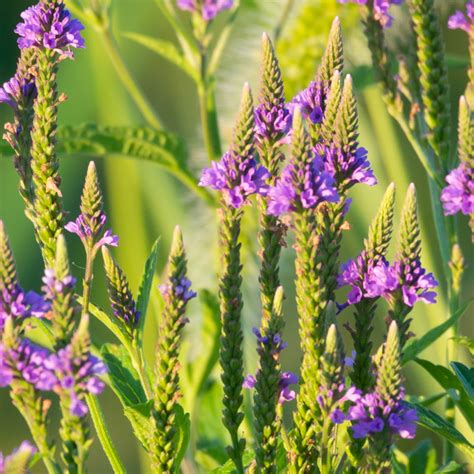 blue vervain - Plant Medicine News