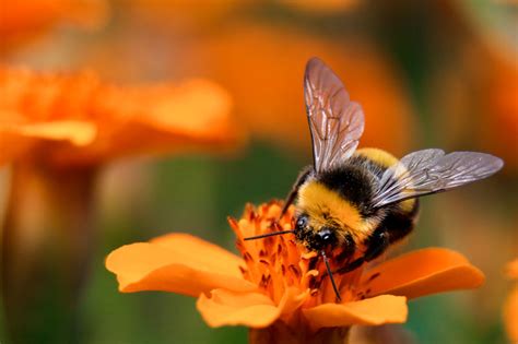 Bumble Bee – BeeAware Allergy