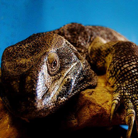 Black Throated Monitor Lizard - Cub Creek Science and Animal Camp