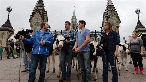 Dairy farmers taking trade protest to Parliament Hill with cows ...