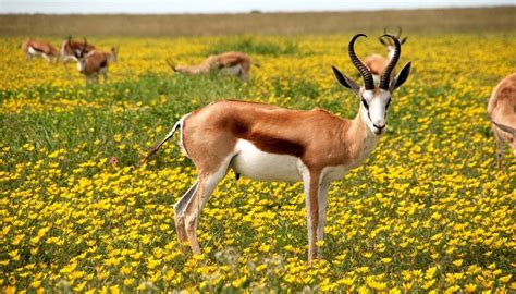 Antelope – Spirit Animal, Symbolism and Meaning