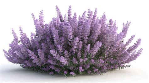 Isolated White Background 3d Render Of A Lavender Flower Bush, Lavender Flower, Lavender ...