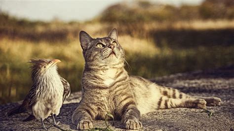 Bird, Cat 4k, HD Wallpaper | Rare Gallery