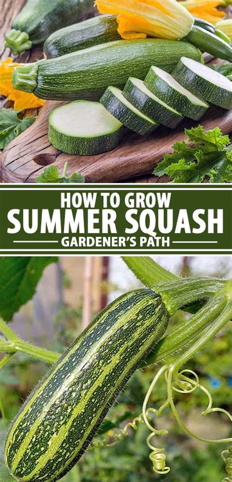 Learn How to Plant and Grow Scrumptious Summer Squash