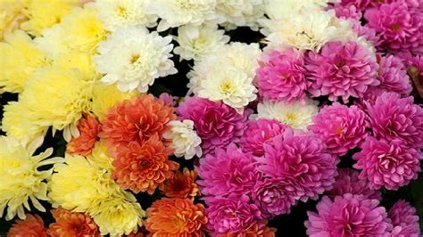 Uses of Chrysanthemum Flowers – Agrihortico