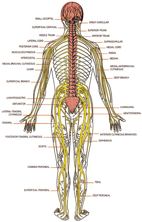 Disc Herniation Treatment - Toronto: Carpal Tunnel Syndrome Stemming From Your Neck? Maybe NOT!!!!