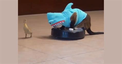 Max the Roomba Cat takes a bite out of Shark Week