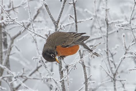 American Robin: A Sign Of Spring, Or Elusive Winter Resident? • PAUL ...