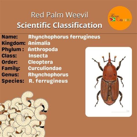 The Red Palm Weevil: Learn How To Cook Its Larvae! - Things Guyana