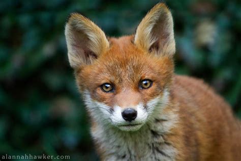 Fox Cub 21 by Alannah-Hawker on DeviantArt