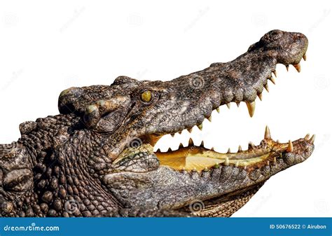 Crocodile open mouth stock photo. Image of endanger, grinder - 50676522