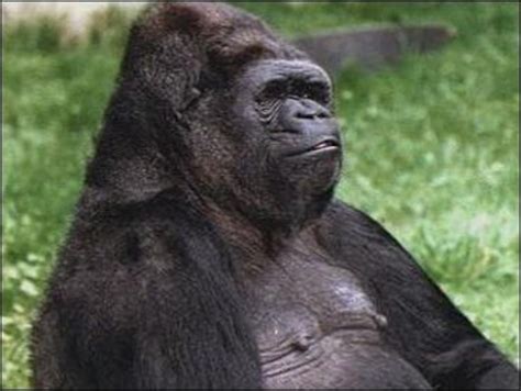 Koko, the gorilla who mastered sign language, dead at 46 - CBS News