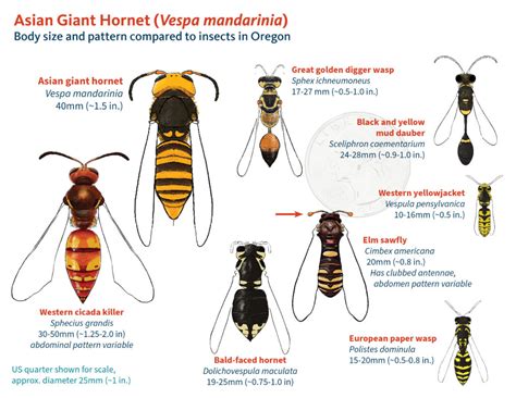 Northern Giant Hornet – PNW info sources « VegNet