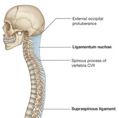 Anatomy-Back&SpinalCord Flashcards | Quizlet