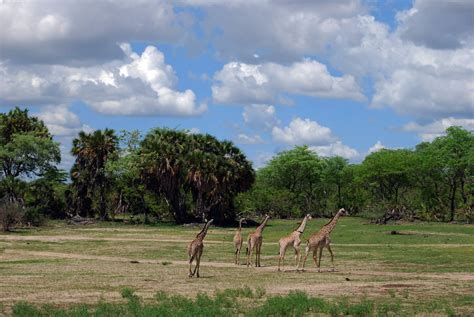 Selous Game Reserve Lodges | Luxury Safari Accommodation