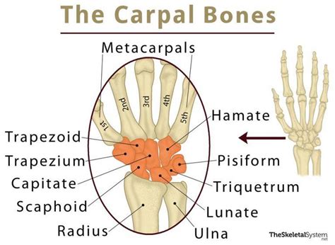 Carpal Bones (Wrist Bones): Definition, Names, Anatomy, Diagram