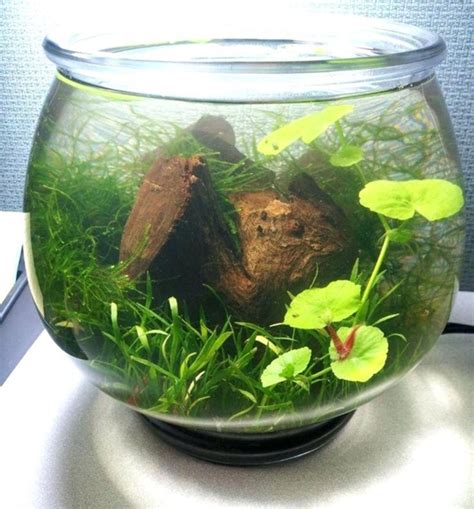 Mini Aquarium Plants - beleuchtung aquarium