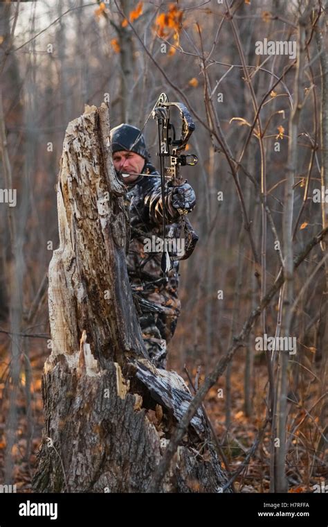 Bowhunter hunting whitetail deer Stock Photo - Alamy