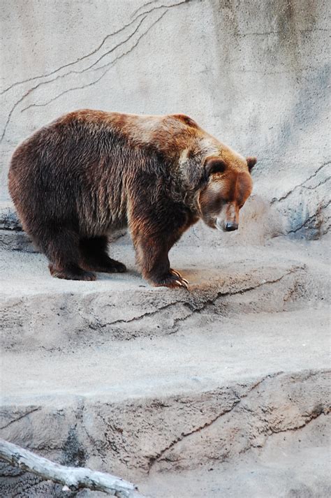 Grizzly Bear by MLeighS on DeviantArt