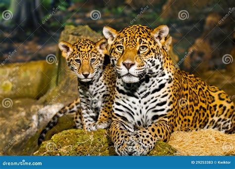 Jaguar Cubs stock image. Image of orange, background - 29253383