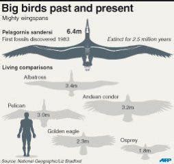 Pelagornis Sandersi