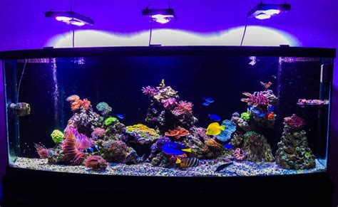 Texas - 175 Gallon Oceanic Bowfront Aquarium and Stand $1,250 | Reef2Reef