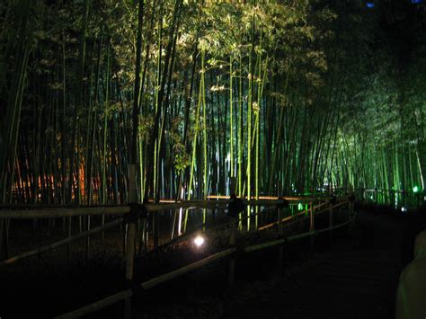 Bamboo Garden at Night | Bamboo Garden in Jinju, South Korea… | Flickr