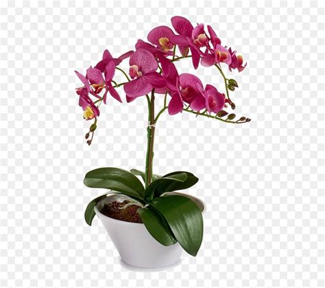 Planta De Orquidea, HD Png Download - vhv