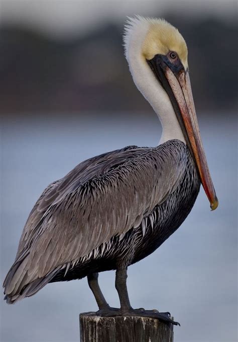 Pelican photos, Pelican art, Pelican bird