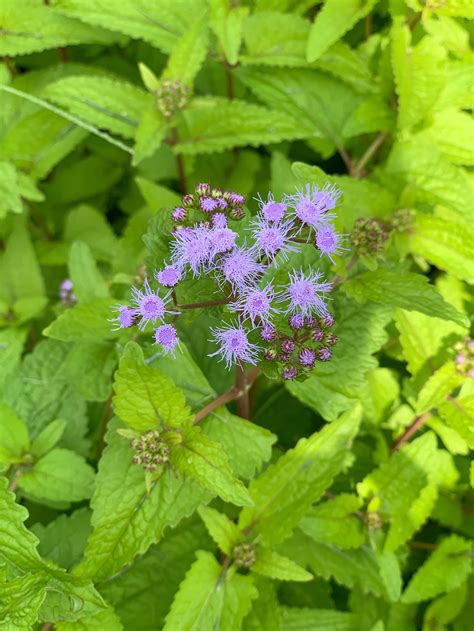 30 Hardy Ageratum Live Plants Blue Mist Flowers Great Ground Cover Bare ...